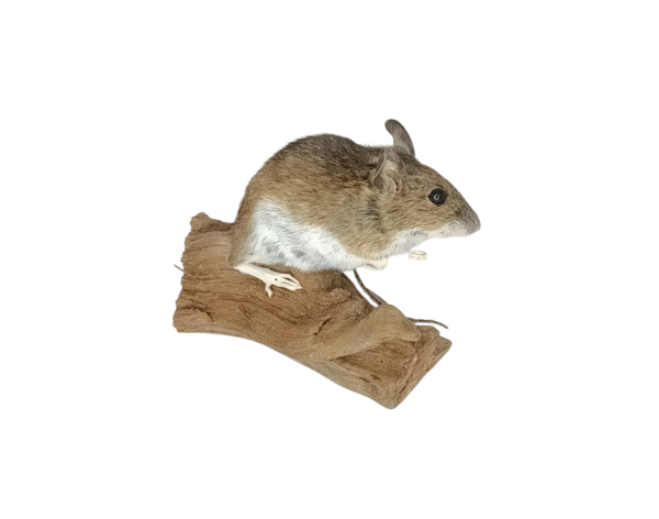 Taxidermy Field Mouse. Log no 138. - Image 2