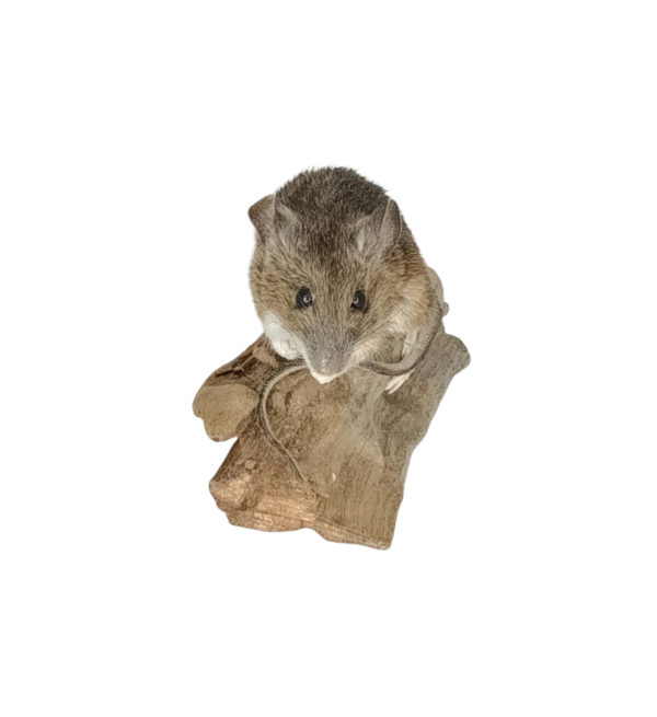 Taxidermy Field Mouse. Log no 138. - Image 3