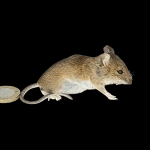 Taxidermy Field Mouse. Log no 146.