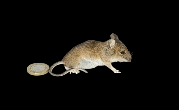 Taxidermy Field Mouse. Log no 146.