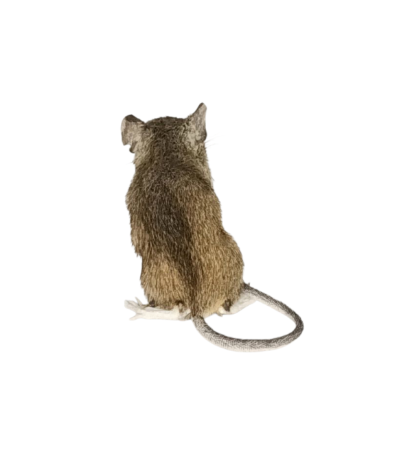 Taxidermy Field Mouse. Log no 146. - Image 3