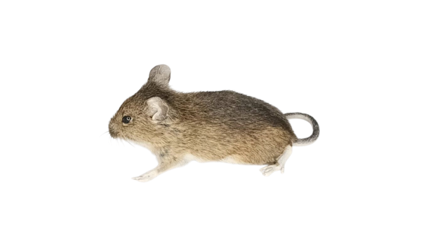 Taxidermy Field Mouse. Log no 146. - Image 2