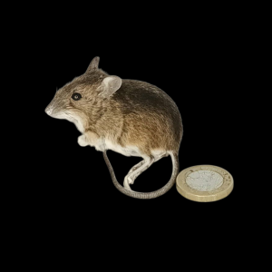 Taxidermy Field Mouse. Log no 148.