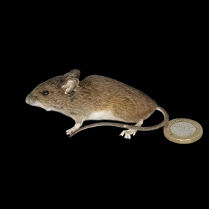 Taxidermy Field Mouse. Log no 150.
