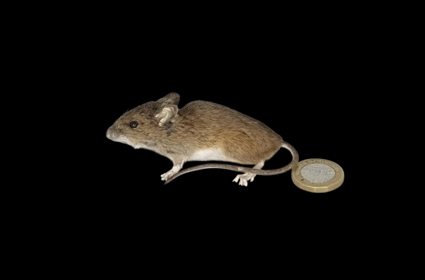 Taxidermy Field Mouse. Log no 150.