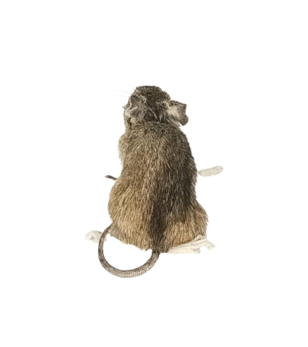 Taxidermy Field Mouse. Log no 150. - Image 3