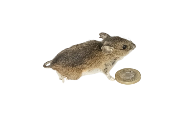 Taxidermy Field Mouse. Log no 150. - Image 2