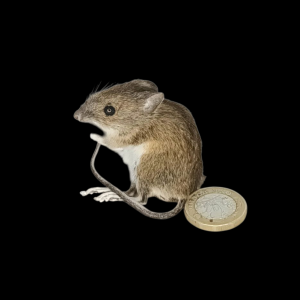 Taxidermy Field Mouse. Log no 151.