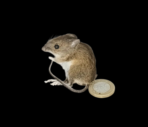 Taxidermy Field Mouse. Log no 151.