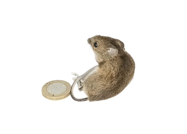 Taxidermy Field Mouse. Log no 151. - Image 3