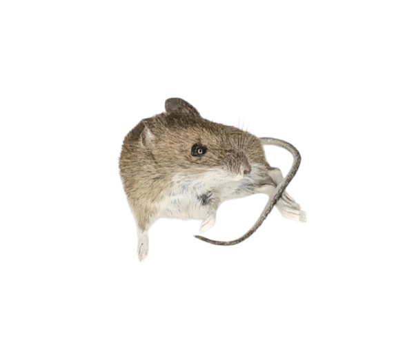Taxidermy Field Mouse. Log no 151. - Image 2