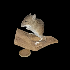 Taxidermy Field Mouse. Log no 160.