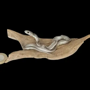 Taxidermy Tiny Four Lined Snake. Log no 125.