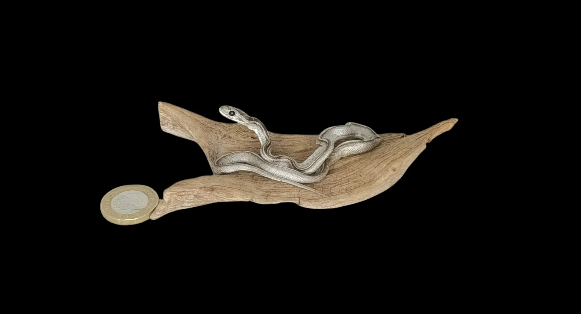 SOLD - Taxidermy Tiny Four Lined Snake. Log no 125.
