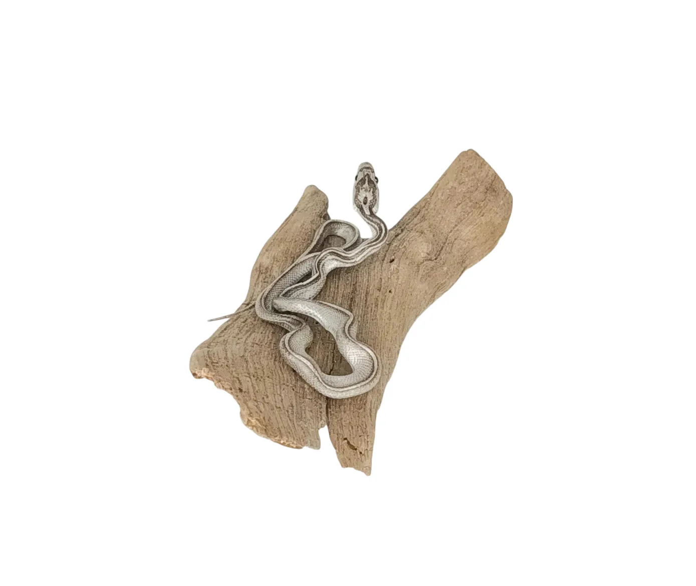 SOLD - Taxidermy Tiny Four Lined Snake. Log no 125. - Image 3