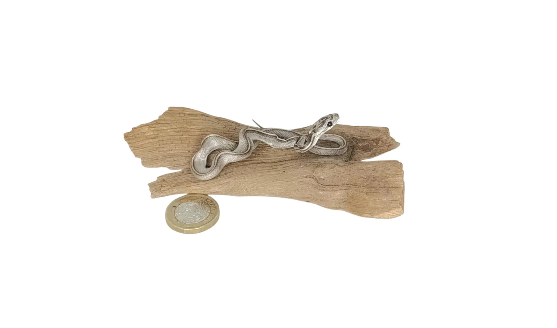 SOLD - Taxidermy Tiny Four Lined Snake. Log no 125. - Image 2