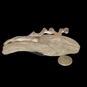 Taxidermy Tiny Four Lined Snake. Log no 157.