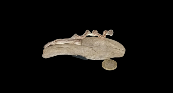 Taxidermy Tiny Four Lined Snake. Log no 157.