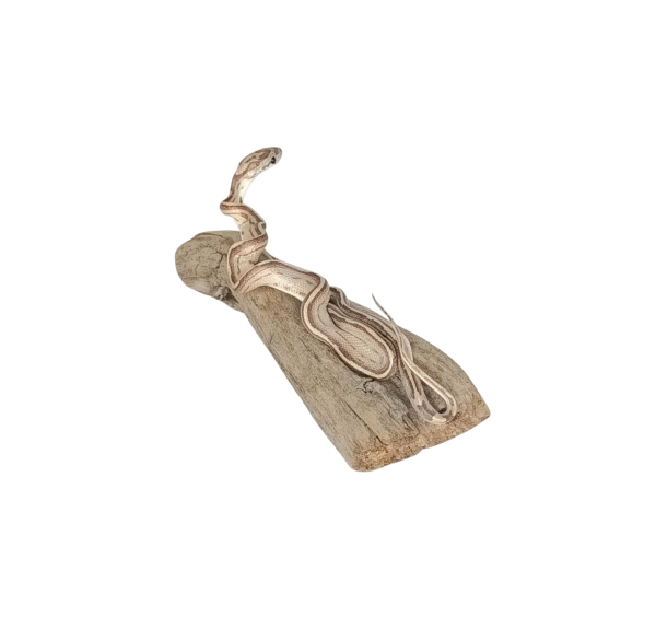 Taxidermy Tiny Four Lined Snake. Log no 157. - Image 3