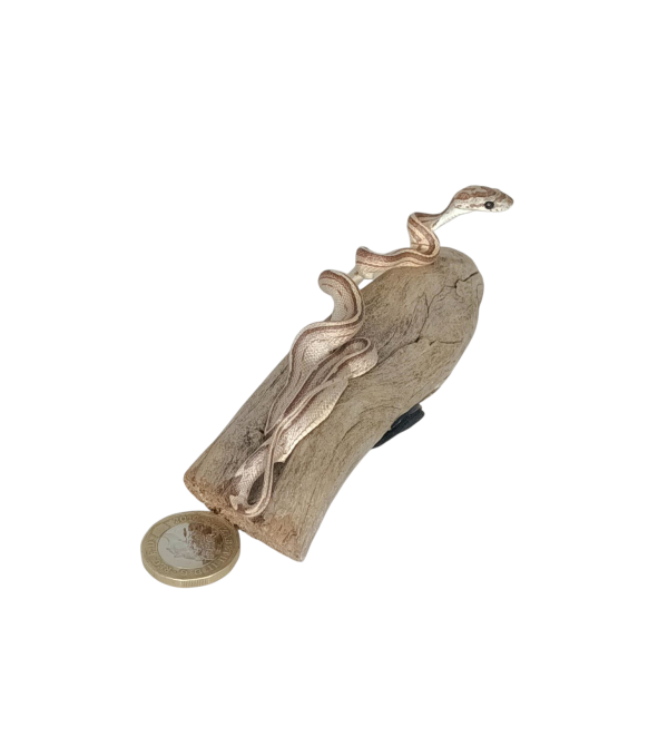 Taxidermy Tiny Four Lined Snake. Log no 157. - Image 2