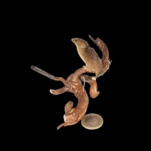 Taxidermy Juvenile Harvest Mouse. Log no 147.