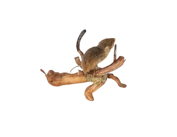Taxidermy Juvenile Harvest Mouse. Log no 147. - Image 3