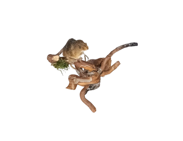 Taxidermy Juvenile Harvest Mouse. Log no 147. - Image 2