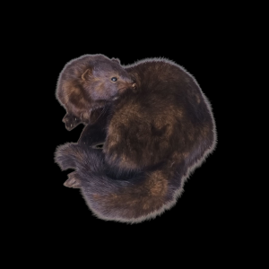 Taxidermy American Mink. Log no 139.