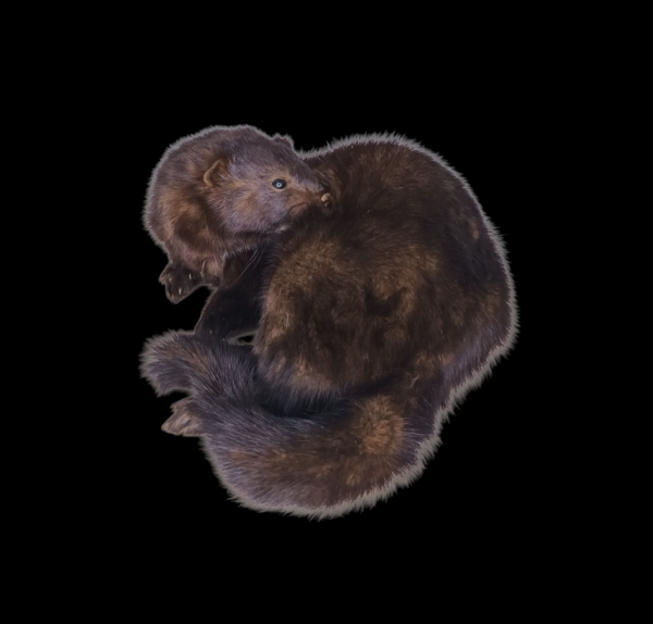 Taxidermy American Mink. Log no 139.