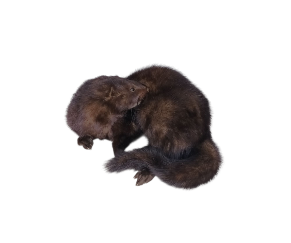 Taxidermy American Mink. Log no 139. - Image 2