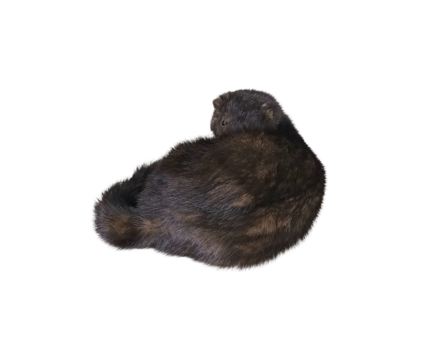 Taxidermy American Mink. Log no 139. - Image 3