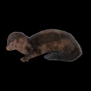 Taxidermy American Mink. Log no 141.