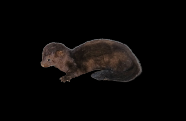 Taxidermy American Mink. Log no 141.