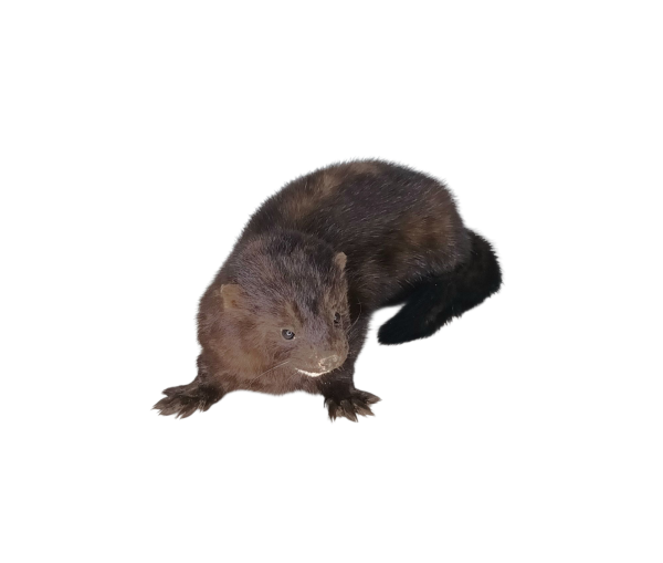 Taxidermy American Mink. Log no 141. - Image 2