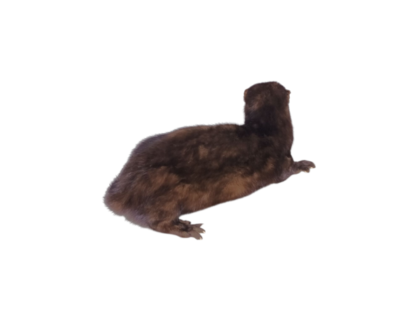 Taxidermy American Mink. Log no 141. - Image 3