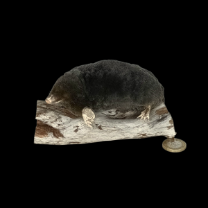 Taxidermy Crawling Mole. Log no 146.