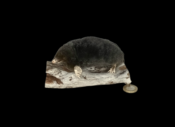 Taxidermy Crawling Mole. Log no 146.
