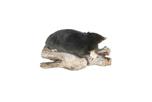 Taxidermy Crawling Mole. Log no 146. - Image 3