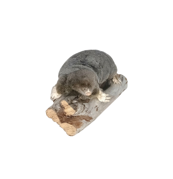 Taxidermy Crawling Mole. Log no 146. - Image 2