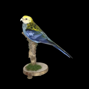 Taxidermy Pale-headed Rosella. Log no 733a.