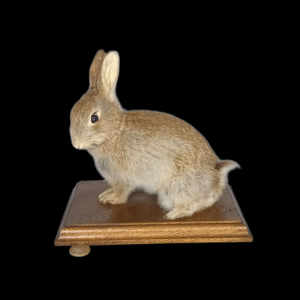 SOLD - Taxidermy Young Rabbit. Log no 132.
