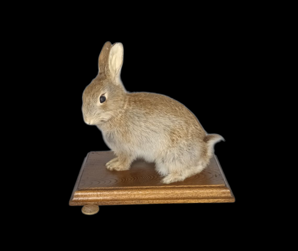 SOLD - Taxidermy Young Rabbit. Log no 132.