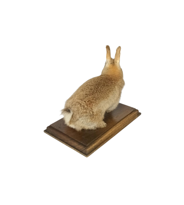 SOLD - Taxidermy Young Rabbit. Log no 132. - Image 3