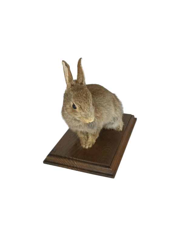 SOLD - Taxidermy Young Rabbit. Log no 132. - Image 2