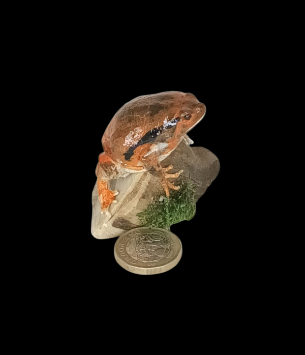 SOLD - Taxidermy Tomato Frog. Log no 158.