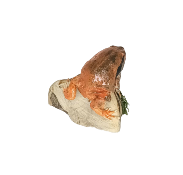 SOLD - Taxidermy Tomato Frog. Log no 158. - Image 3