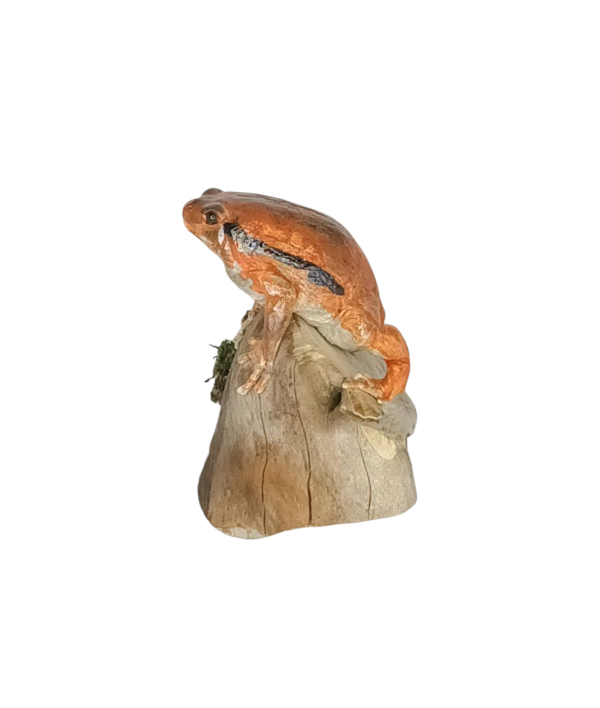 SOLD - Taxidermy Tomato Frog. Log no 158. - Image 2