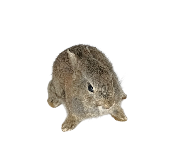 SOLD - Taxidermy Young Rabbit. Log no 140. - Image 3