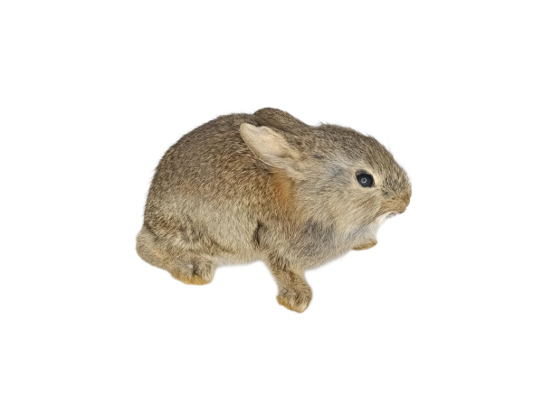SOLD - Taxidermy Young Rabbit. Log no 140. - Image 2