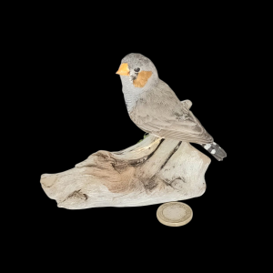 Taxidermy Zebra Finch. Log no 732a.